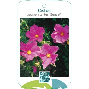 Cistus xpulverulentus ‘Sunset’