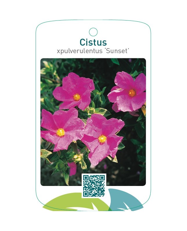 Cistus xpulverulentus ‘Sunset’