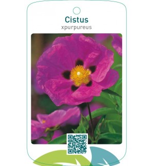 Cistus xpurpureus