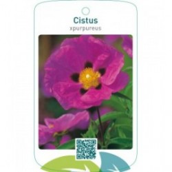 Cistus xpurpureus