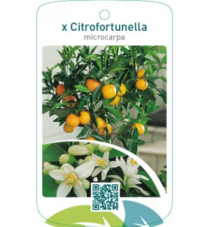 xCitrofortunella microcarpa