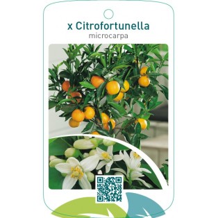 xCitrofortunella microcarpa