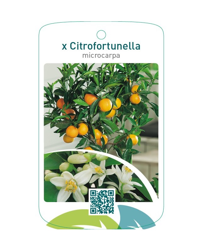 xCitrofortunella microcarpa
