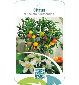 Citrus clementina