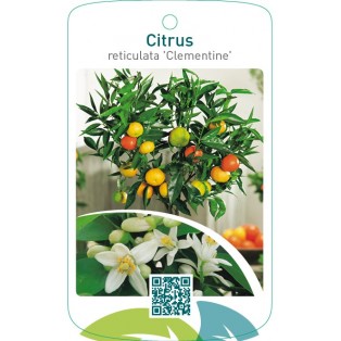 Citrus clementina