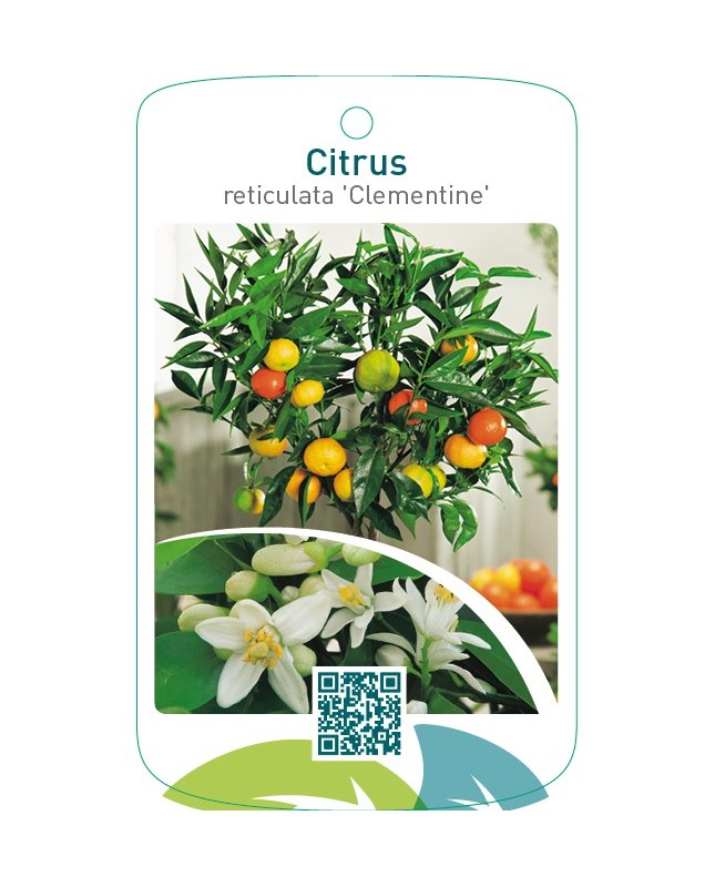 Citrus clementina