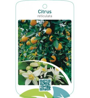 Citrus reticulata