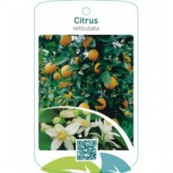 Citrus reticulata