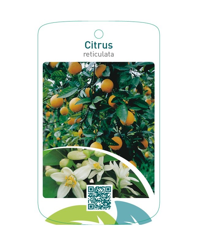 Citrus reticulata