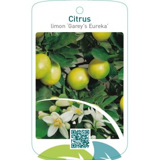 Citrus x limon of 4 seasons