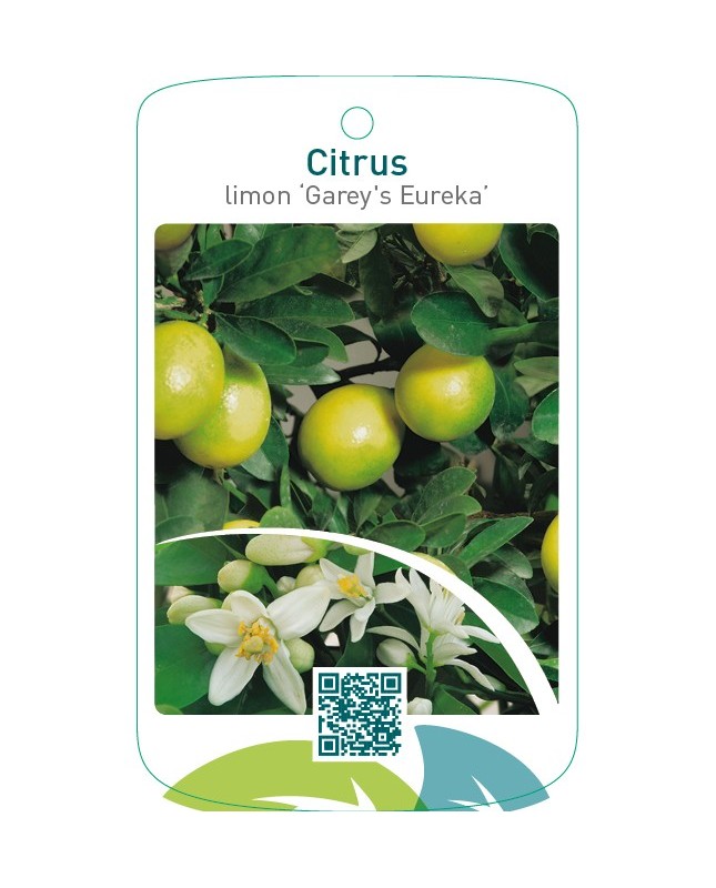 Citrus x limon of 4 seasons