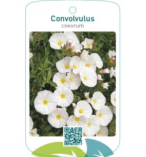 Convolvulus cneorum