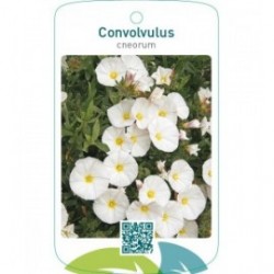 Convolvulus cneorum