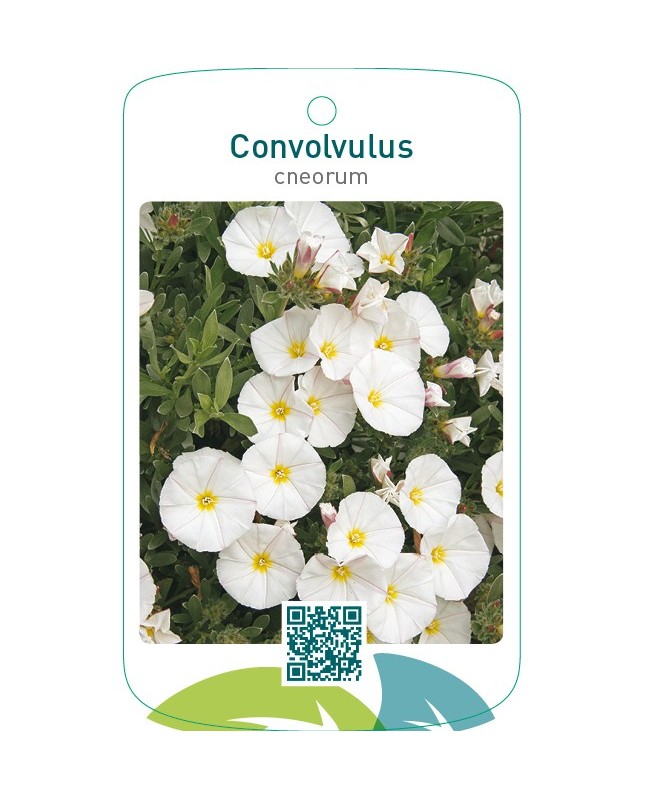 Convolvulus cneorum