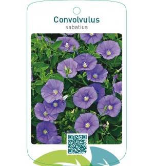 Convolvulus sabatius
