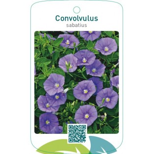 Convolvulus sabatius