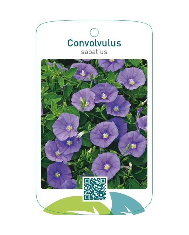 Convolvulus sabatius