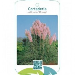 Cortaderia selloana ‘Rosea’