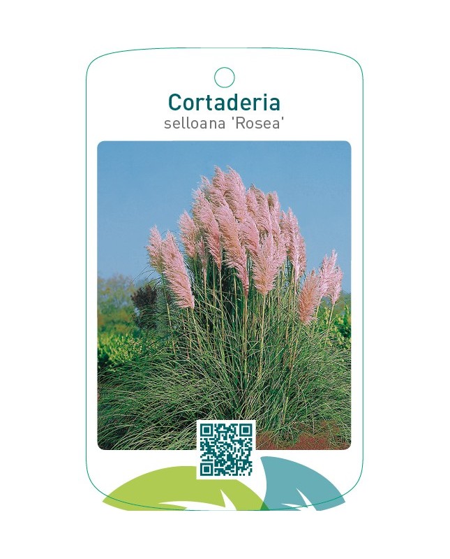 Cortaderia selloana ‘Rosea’