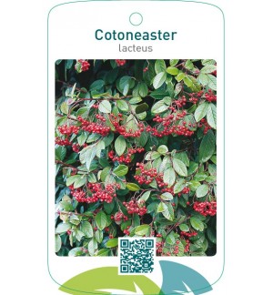 Cotoneaster lacteus