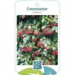 Cotoneaster lacteus