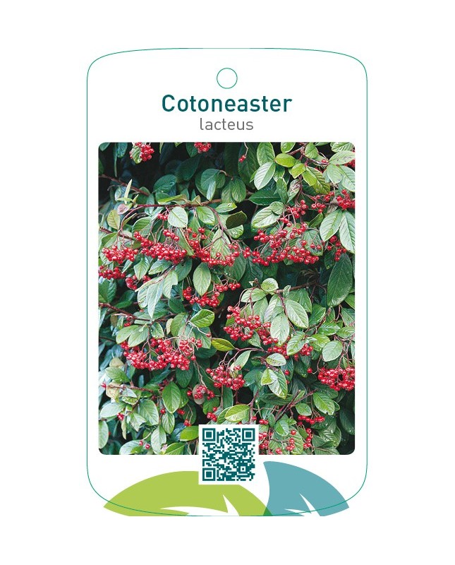 Cotoneaster lacteus