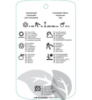 Etichette di Cotoneaster lacteus *