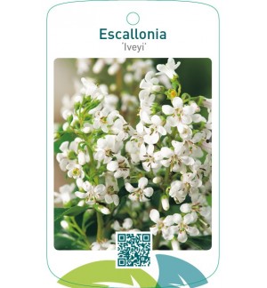 Escallonia ‘Iveyi’