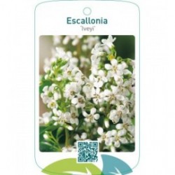 Escallonia ‘Iveyi’