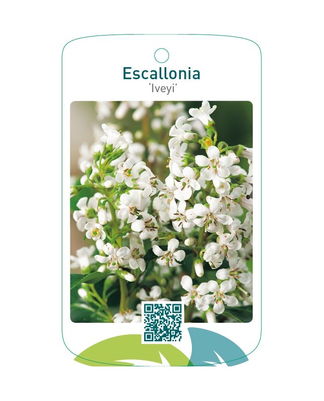 Escallonia ‘Iveyi’