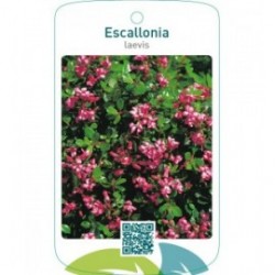Escallonia laevis