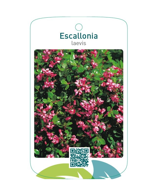 Escallonia laevis