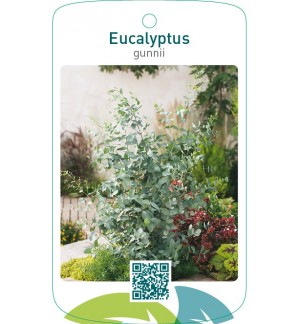 Eucalyptus gunnii