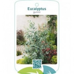 Eucalyptus gunnii