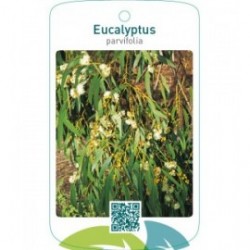 Eucalyptus parvifolia