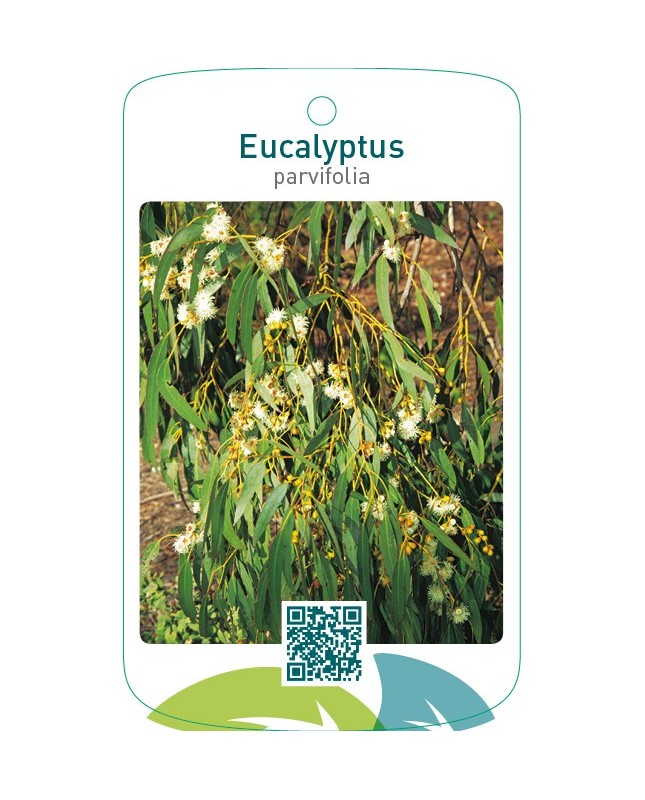 Eucalyptus parvifolia