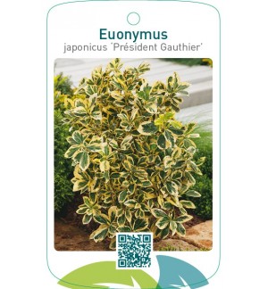 Euonymus japonicus ‘Président Gauthier’