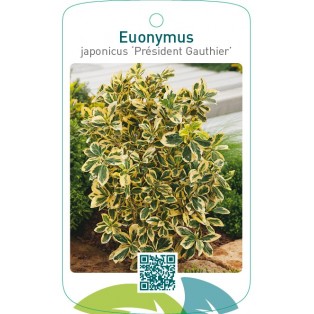 Euonymus japonicus ‘Président Gauthier’