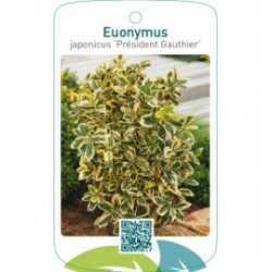 Euonymus japonicus ‘Président Gauthier’