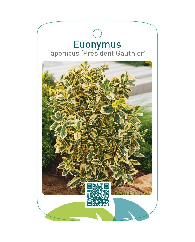 Euonymus japonicus ‘Président Gauthier’