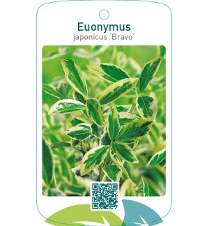 Euonymus japonicus ‘Bravo’