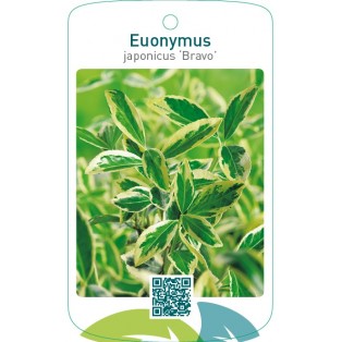 Euonymus japonicus ‘Bravo’