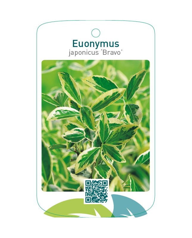Euonymus japonicus ‘Bravo’