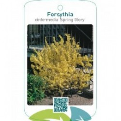 Forsythia xintermedia ‘Spring Glory’