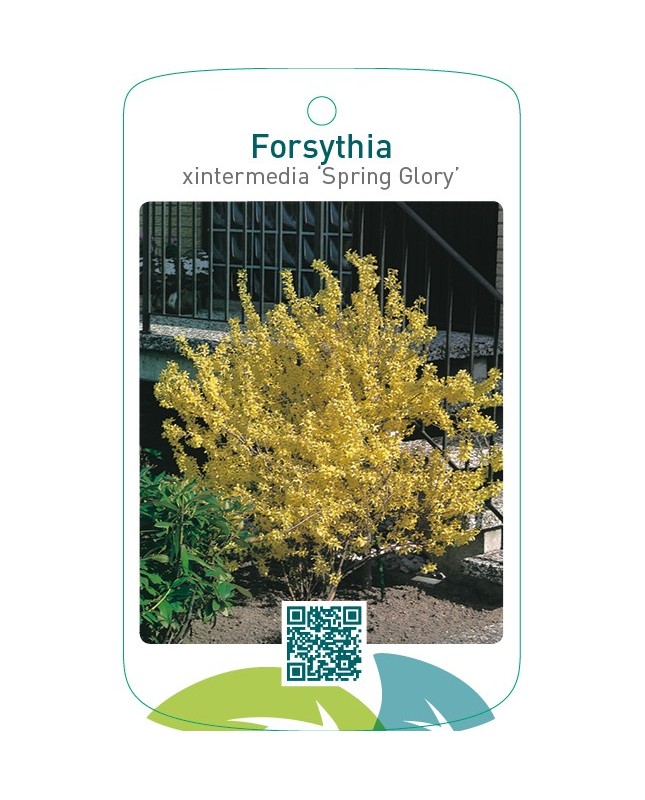 Forsythia xintermedia ‘Spring Glory’