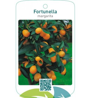 Fortunella margarita