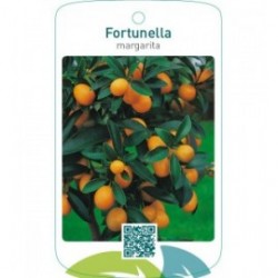 Fortunella margarita