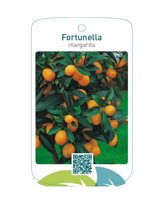 Fortunella margarita