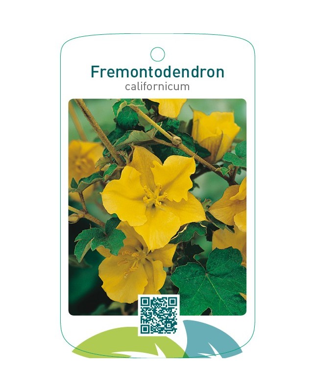 Fremontodendron californicum