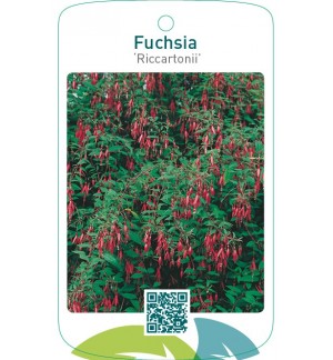 Fuchsia ‘Riccartonii’